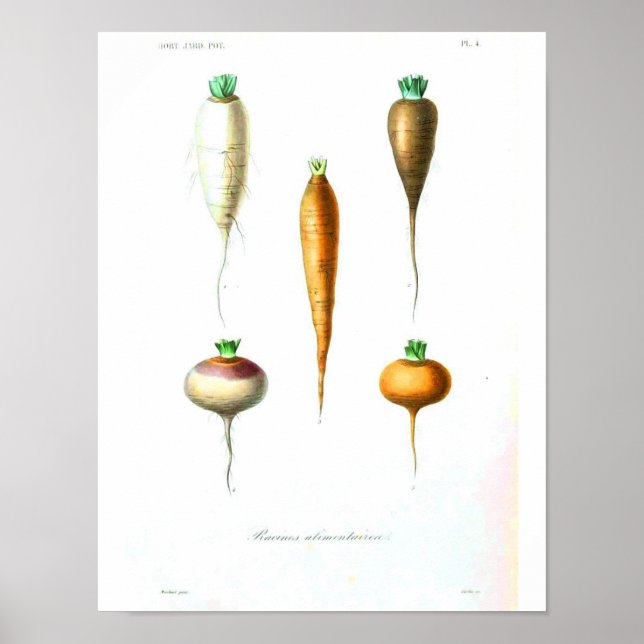 Poster vintage - Carottes (Devant)