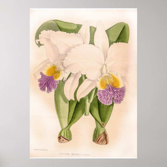 Poster Vintage Cattleya Mendelii Bella (Devant)