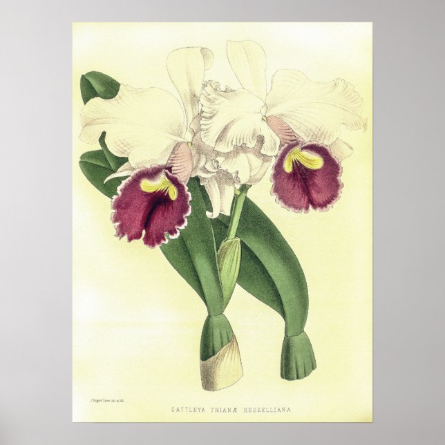 Poster Vintage Cattleya Triana Orchidée (Devant)