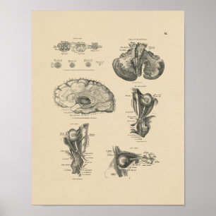 Poster Vintage Cerveau Nerves Anatomie 1880 Imprimer