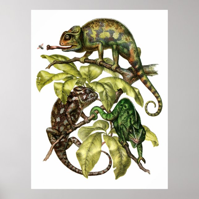 Poster Vintage Chameleon Lizard (Devant)