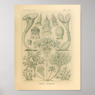 Poster Vintage Ciliata Color Ernst Haeckel Print