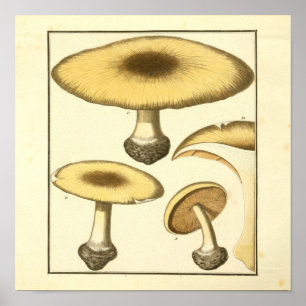 Poster Vintage Common Brown Mushrooms Art Print