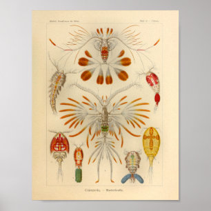 Poster Vintage Copepoda Color Ernst Haeckel Art Print