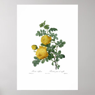 Poster Vintage couleur rose jaune