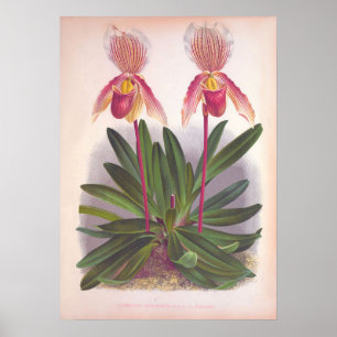 Poster Vintage Cypripedium Athuranium Pink Slipper Orchid