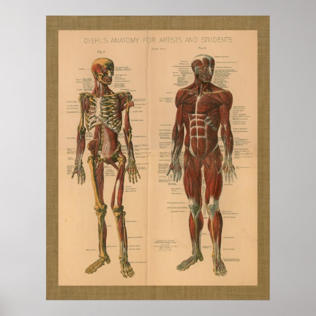 poster vintage d'anatomie musculaire de squelette  (Devant)