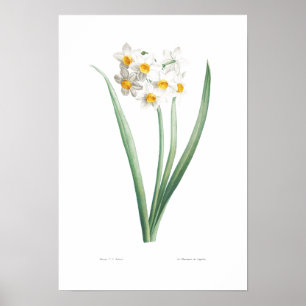 POSTER vintage DE NARCISSUS BOTANIQUE