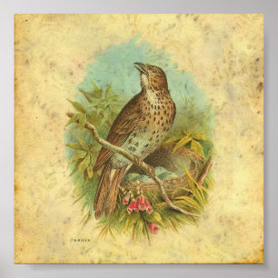 Poster Vintage de poussée