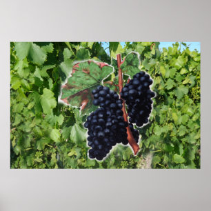 Poster vintage de raisin