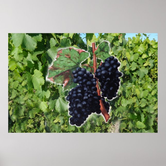Poster vintage de raisin (Devant)