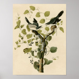 Poster vintage de Shrike-head
