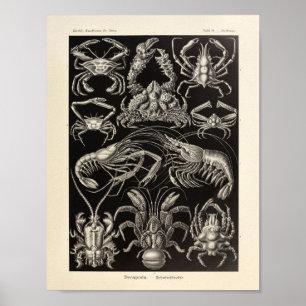 Poster Vintage Decapoda Ernst Haeckel Imprimer