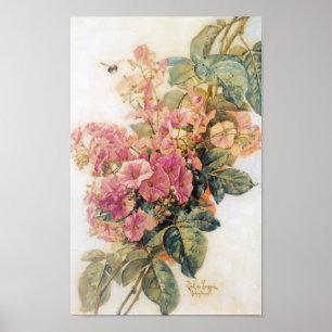 Poster vintage des gloires du matin rose