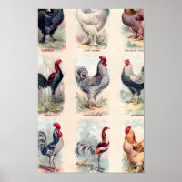 Poster vintage des races de poulet