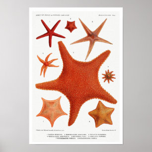 POSTER vintage D'ILLUSTRATION STARFISH