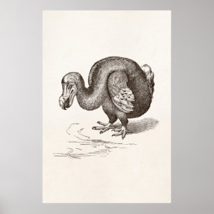 Poster Vintage Dodo Bird Antique Bird Modèle