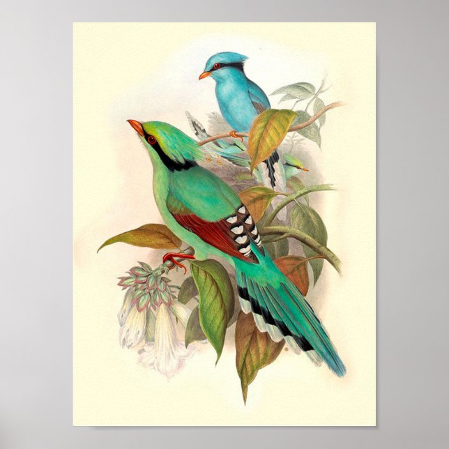 Poster vintage d'oiseaux (Devant)