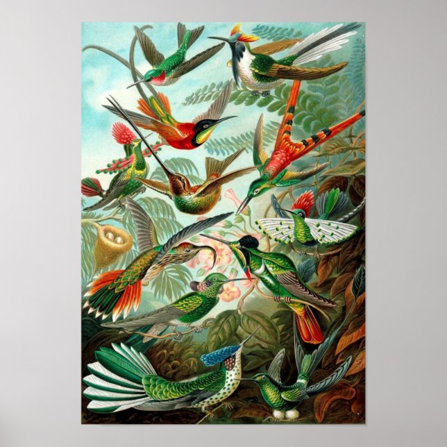 Poster vintage d'oiseaux (Devant)