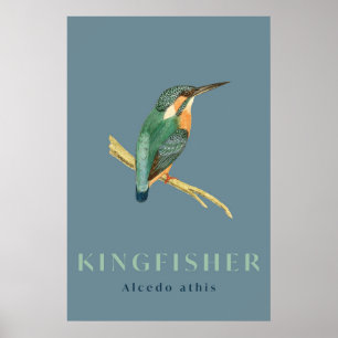 Poster vintage d'oiseaux de martin-pêcheur
