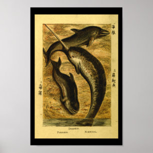 Poster Vintage Dolphin Whale Histoire naturelle Imprimer