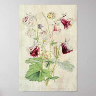 Poster Vintage Double Carnation-Striped Columbine