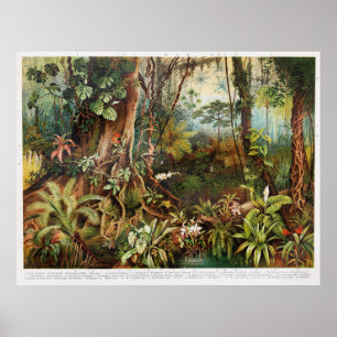 Poster Vintage drawing of tropical forest plants from the