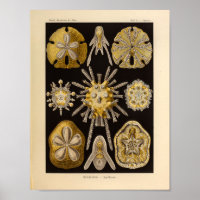 Vintage Echinidea Color Ernst Haeckel Imprimer