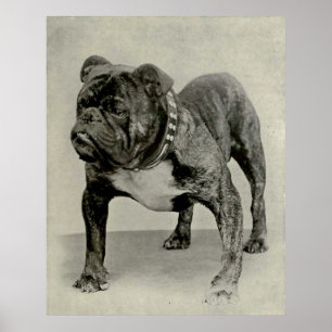 Poster Vintage English Bulldog