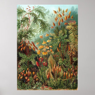 Poster Vintage Ernst Haeckel Mosses