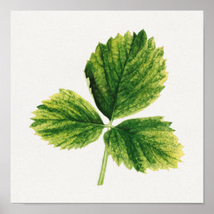 Poster Vintage Feuilles de fraises Aquarelle Peinture
