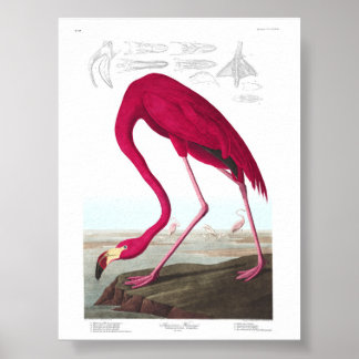 Poster Vintage Flamingo Illustration Animals Nature