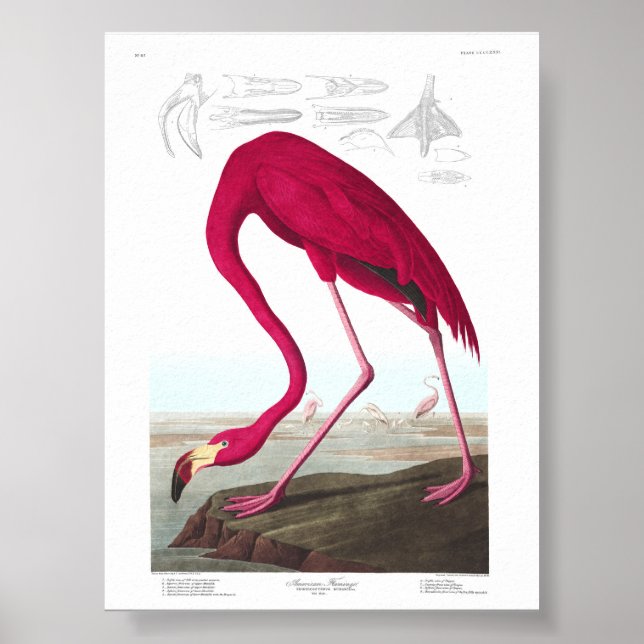 Poster Vintage Flamingo Illustration Animals Nature (Devant)