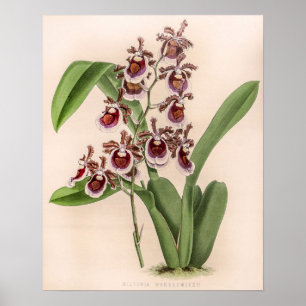 Poster Vintage Fleur d'orchidée Miltonia