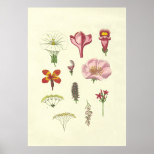 Poster vintage Floral