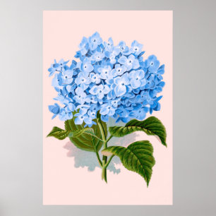 Poster Vintage Floral Blue Hydrangea