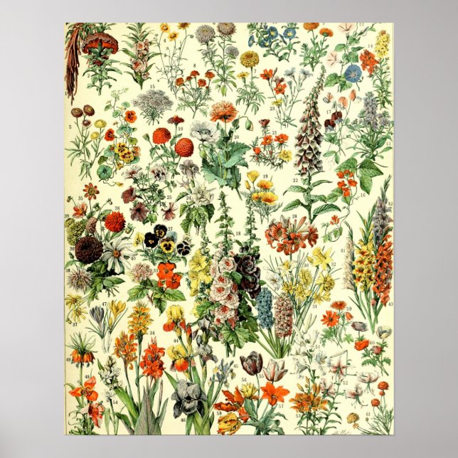 Poster Vintage Flowers Old Illustration Art (Devant)