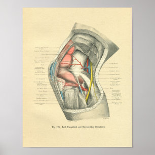 Poster Vintage Frohse Anatomy of Knee Joint