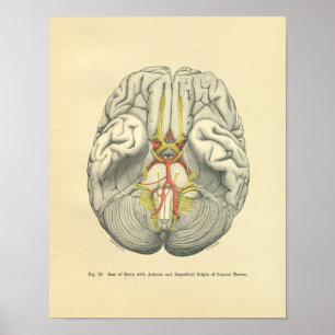 Poster Vintage Frohse Cerveau Anatomique Cerveau Cranial 