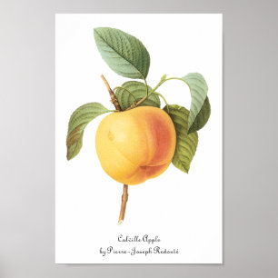 Poster Vintage Fruit Food, Calville Apple par Redoute