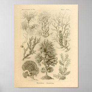 Poster Vintage Fucoideae Color Ernst Haeckel Print