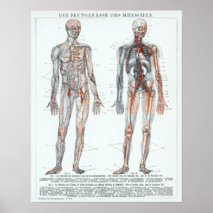 Poster Vintage German Human Anatomy Chart