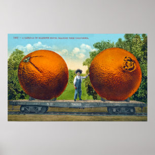 Poster Vintage Giant California Oranges Postcard