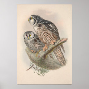 Poster Vintage Hawk Owl Bird
