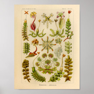 Poster Vintage Hepaticae Color Ernst Haeckel Art Print
