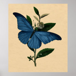 Poster Vintage Histoire Naturelle Décor Mur Papillon Bleu
