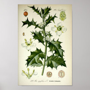 Poster Vintage Holly Botanical Art