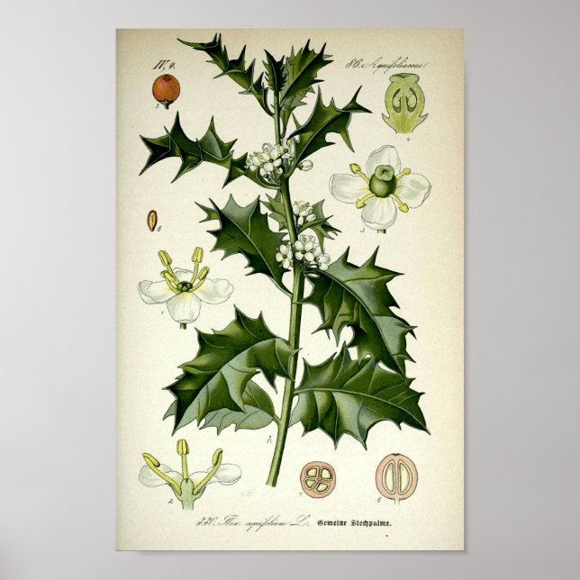 Poster Vintage Holly Botanical Art (Devant)