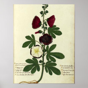 Poster vintage - Hollyhock