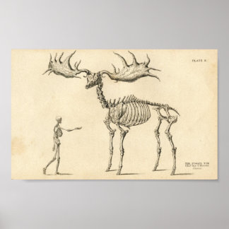 Poster vintage homme et orignal